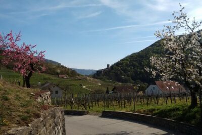 3-Hour Private Hiking Tour to historic places around Spitz in Wachau Valley - Getting from Vienna: Am Hbf start, roundtrip transport, and pacing your day