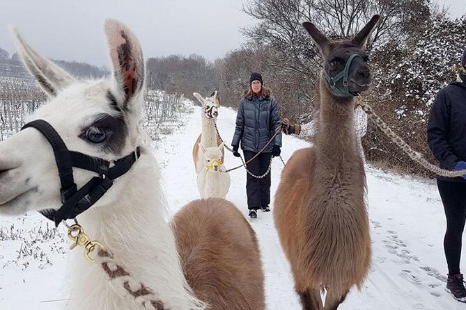 Alpaca and llama hike Moedling near Vienna - Who this hike suits best (and who might want to choose something else)