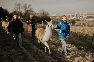 Alpaca and llama hike Moedling near Vienna - The 2-hour hike toward Eichkogel: what the trail experience feels like