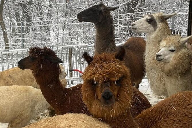 Alpaca and llama hike Moedling near Vienna - Weather and comfort: what can change your plan