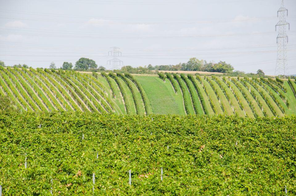 From Vienna: Half-day Countryside Wine Tour with Meal - Who this tour suits best (and who might want a different plan)