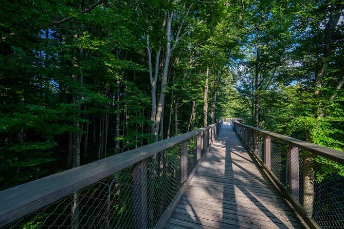 Immersive Private Tour: Hallstatt After the Crowds & Treetop Path - Vienna pickup and the smooth ride out of the city