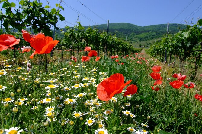 Private Vienna Woods Wine Tour - Key highlights worth showing up for