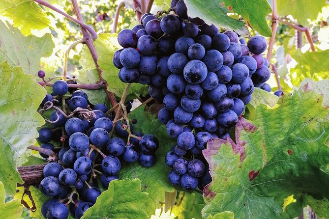 Private Vienna Woods Wine Tour - Should you book the Private Vienna Woods Wine Tour?