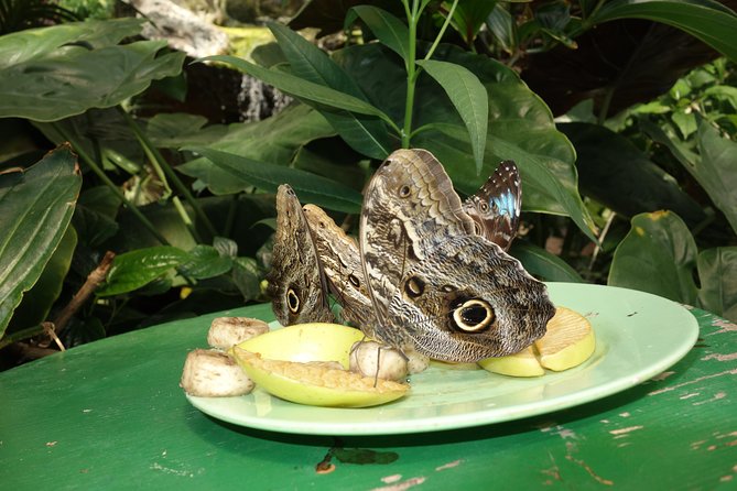Schmetterlinghaus - Imperial Butterfly House Vienna Admission Ticket - Educational film and Palm House moments: nice extras, but don’t bank on them