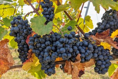 Small-group Vienna Wine Tour - UNESCO Old Town With an Art Historian Guide (Not Just Sightseeing)