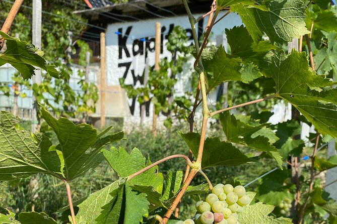 Taste and Tour Small Organic Wineries with a Winemaker - Key highlights you will feel right away