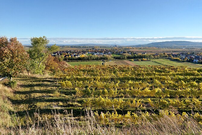 Taste and Tour Small Organic Wineries with a Winemaker - Vineyard walks and seasonal moments (what to expect day to day)