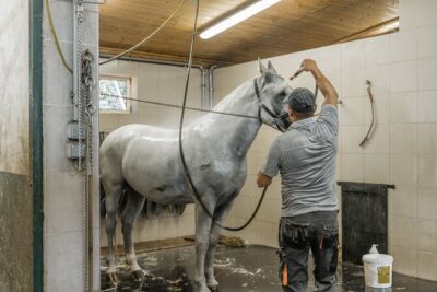 Vienna Horse-drawn Carriage Guided Tour - What Happens in the Stable Tour (and why it’s valuable)