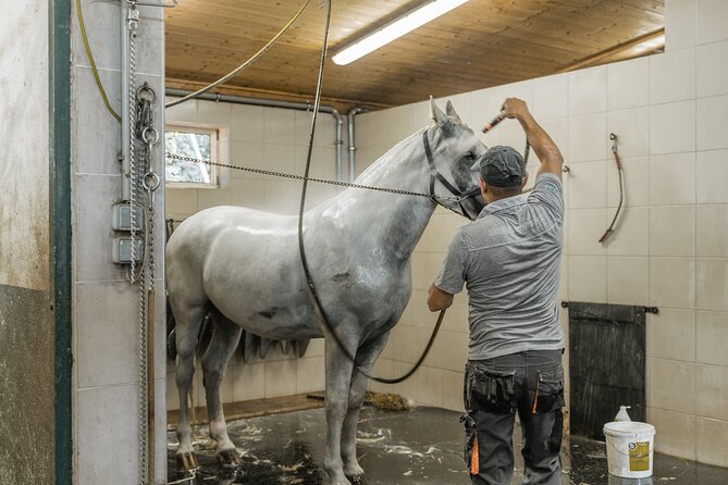 Vienna Horse-drawn Carriage Guided Tour - What Happens in the Stable Tour (and why it’s valuable)