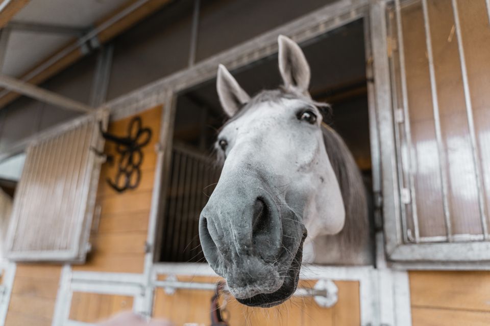 Vienna: Secrets of the Fiaker & Horse-Drawn Carriage Ride - Who this Fiaker experience is best for