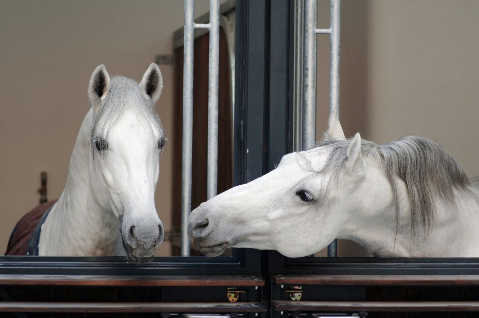 Vienna Spanish Riding School Guided Tour - Stallburg and the Spanish Riding School: What You’re Really Paying For