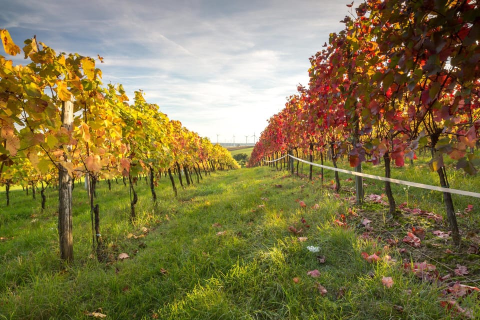 Vienna: Vienna Woods Tour with Underground Lake and Wine - Who Should Book This Vienna Woods Tour