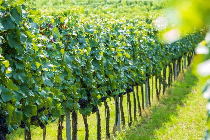 Wachau Valley Kayak & Wine Tour - Spitz Wine Tasting Stop: Turning the Danube Into a Tasting Lesson