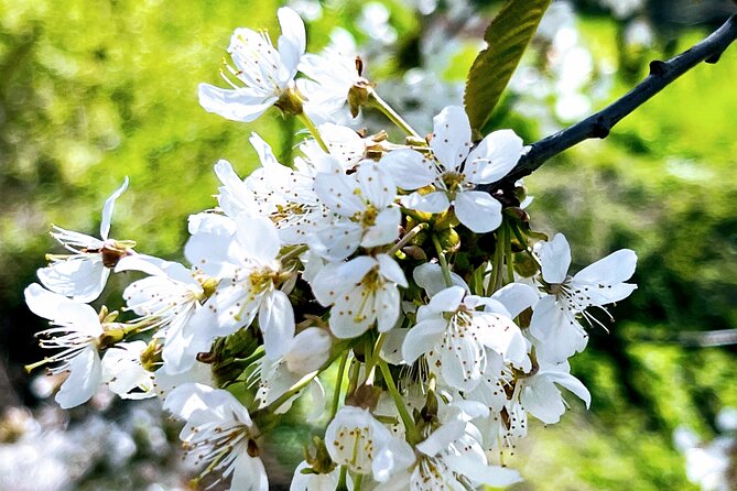 Wachau World Heritage Hike - Stop 1 and Stop 2: What You’ll Actually Get at Wachau and Spitz